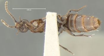 Media type: image;   Entomology 33572 Aspect: habitus ventral view